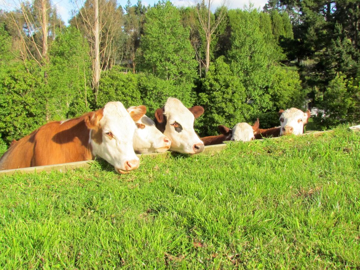 Rolling Hills Country Stay B&B Ταουράνγκα Εξωτερικό φωτογραφία